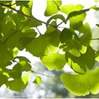 寧夏出售銀杏樹