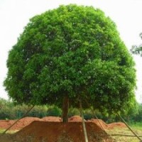 25公分桂花樹 26公分移栽桂花樹 28公分精品桂花樹