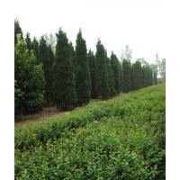 低價(jià)出售河南檜柏刺柏塔柏高50-250厘米