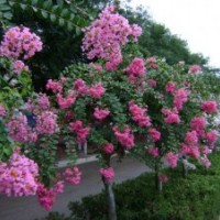 2公分紫薇樹價(jià)格