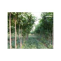 107速生楊|185速生柳|石榴苗|華北楊樹柳樹網(wǎng)山東銀強苗木有限公