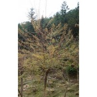 櫻花樹 櫻花、桂花、樟樹、羅漢松、深山含笑、羊角杜鵑、映山紅