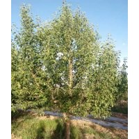 12公分京紅海棠樹