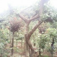 湖北地區(qū)大量供應(yīng)天然野生苗木 種苗 五角楓種苗