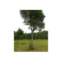 各種規(guī)格小葉榕盆栽綠化苗木 小葉榕樁景 小葉榕樹苗