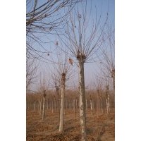 速生法桐十五公分一年冠