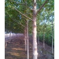 速生白蠟,九公分