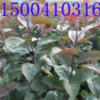 高原之火海棠-高原之火海棠價(jià)格