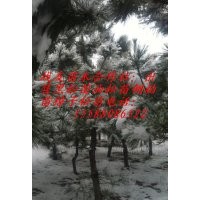 專供1米黑松樹苗