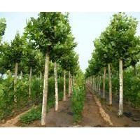 石家莊佳霖苗木基地供應(yīng)法桐