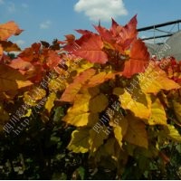 金紅楊，中華紅霞楊，全紅楊，中紅楊，紅葉楊，綠化彩化