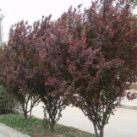 紫葉矮櫻_紅葉、紫葉矮櫻價(jià)格_紅葉、紫葉矮櫻批發(fā)