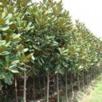 廣玉蘭_廣玉蘭價(jià)格