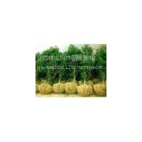 供應優(yōu)質(zhì)白皮松 白皮松價格 山西絳縣泰綠苗木基地