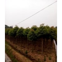 移栽切桿香樟，湖南基地