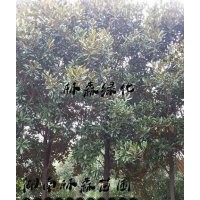 8公分,9公分,10公分廣玉蘭價格,湖南廣玉蘭價格