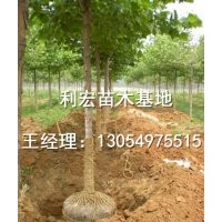 出售3公分速生法桐山東濟寧最新價格行情