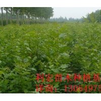 山東濱州急售兩年冠12公分法桐法桐價格表