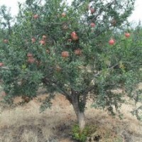 石榴樹(shù)出售6公分,8公分,10公分