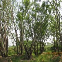 叢生樸樹價(jià)格叢生樸樹產(chǎn)地價(jià)格