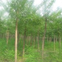 萬(wàn)匯實(shí)業(yè)供應(yīng)國(guó)槐 紅葉李