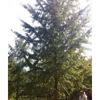 銀杏樹--自家苗圃供應(yīng)