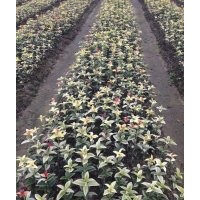 提供大量珍珠五彩桂，速生紅丹桂等苗木