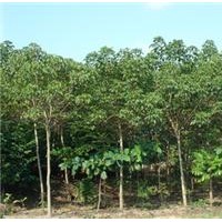 精品重陽(yáng)木，重陽(yáng)木基地，重陽(yáng)木價(jià)格