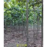 專供5公分 6公分 7公分全冠速生法桐 濟(jì)寧法桐價(jià)格