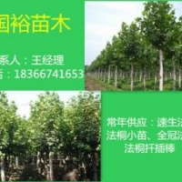 供應(yīng)1|2|6公分法桐小苗山東菏澤全冠法桐2014最新價格表