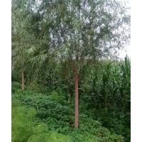 長期出售各種喬木，灌木銀中楊,章子松,云山