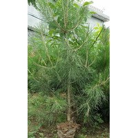 油松 側(cè)柏 白皮松 刺槐 元寶楓 牡丹花銷售