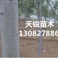 山東毛白楊價格，山東毛白楊小苗，山東毛白楊小苗種植技術