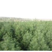 山西白皮松基地大量出售、1米以上白皮松價格優(yōu)惠