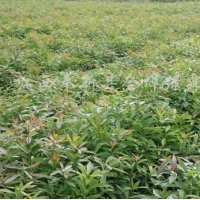 江西木荷苗|江西木荷基地|江西木荷價(jià)格