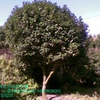 十八學(xué)士茶花樹苗價(jià)格1.2元，1米高茶花價(jià)格45元，大茶花價(jià)格2000