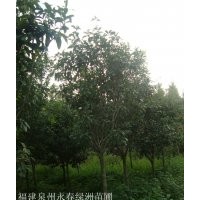 3公分桂花價(jià)格45元，5公分桂花價(jià)格120元，8公分桂花價(jià)格600元