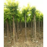 3公分無(wú)紡布金葉榆6公分金葉榆樹(shù)8公分無(wú)紡布