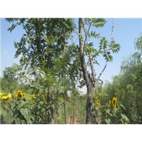 供應(yīng)文冠果大苗 油松大苗 山杏苗