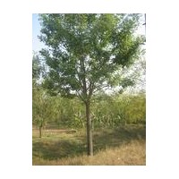 四川10公分15公分楓香報價供應(yīng)楓香產(chǎn)地