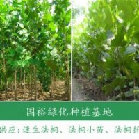 常年供應(yīng)2公分法桐小苗米徑15公分速生法桐價(jià)格