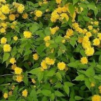 山東青州棣棠基地