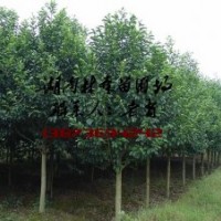 12公分樂昌含笑,15公分樂昌含笑,18公分樂昌含笑