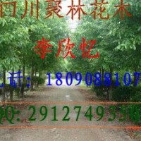 本公司大量供應(yīng)香樟，黃葛樹(shù)，小葉榕，重陽(yáng)木，藍(lán)花楹，水晶葡萄