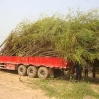 垂柳價(jià)格青皮垂柳銷(xiāo)售中心金絲垂柳銷(xiāo)售