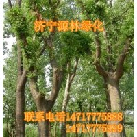 大皂角_皂角樹_皂角種子_皂角報(bào)價(jià)_皂角基地_批發(fā)皂角_皂角小苗