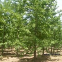 供應(yīng)銀杏銀杏山東銀杏 湖北銀杏 安陸銀杏