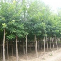 山東風順苗木基地 國槐、法桐、合歡、白蠟、千頭椿、臭椿、刺槐