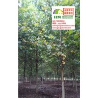 17、18、19、20公分全冠速生法桐低價大量出售