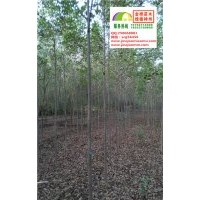 3、4、5公分速生白蠟低價出售